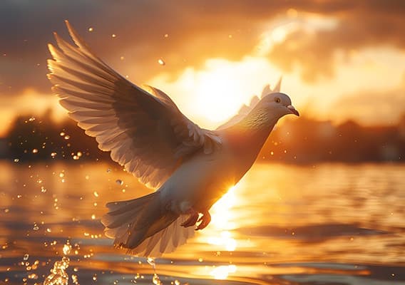 A white dove above a body of water, with the sun in the background.